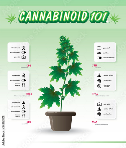 The benefits of healthy marijuana leaves is infographic poster 