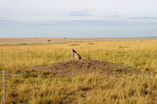 Afrika Kenya Kenia Masai Mara Cheata Leopard Wilderness Nationalpark Natur Wolken 