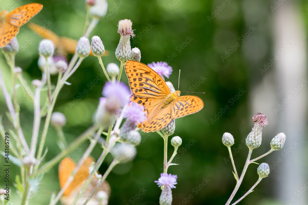 Argynnis paphia , kolorowy motyl Argynnis paphia , kolorowy motyl