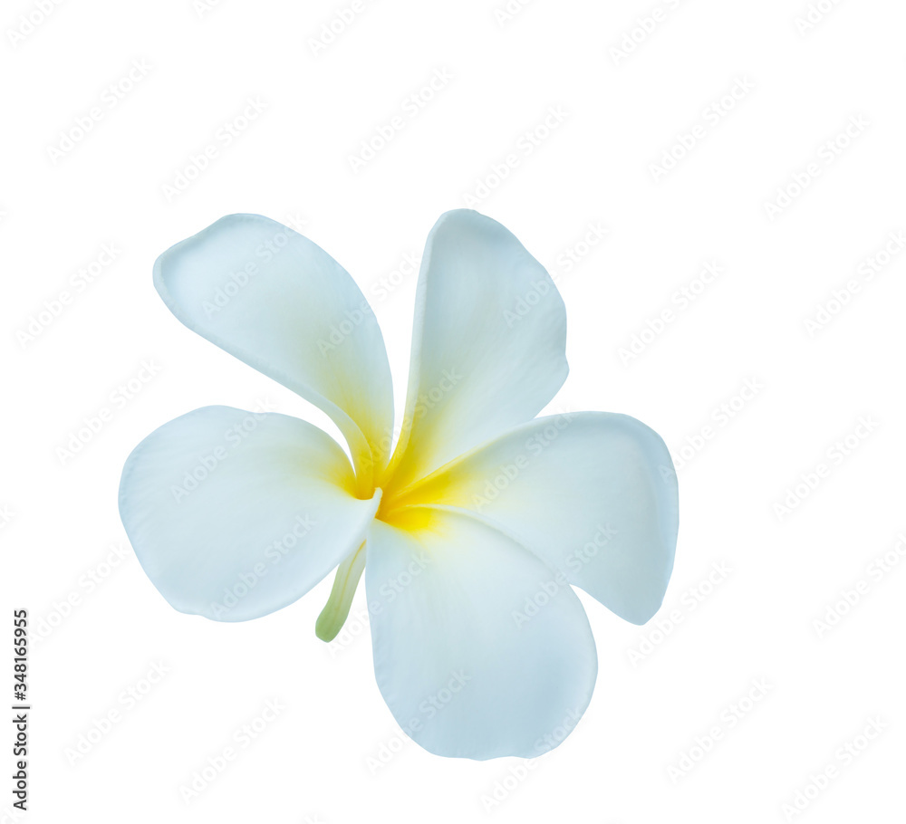 Naklejka premium Plumeria isolated on white background. Nature pattern of blossoming color exotic Frangipani flower, Close up of Plumeria or Frangipani