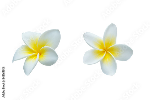 Collection of  Plumeria isolated on white background. Nature pattern of blossoming color exotic Frangipani flower, Close up of Plumeria or Frangipani.