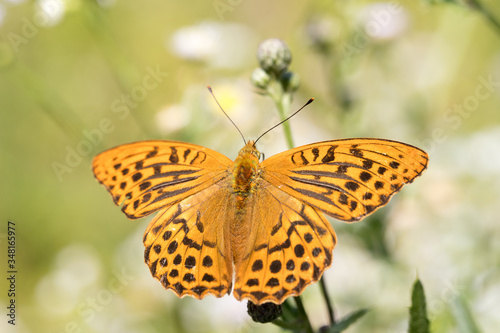 Argynnis paphia , kolorowy motyl © Manetho