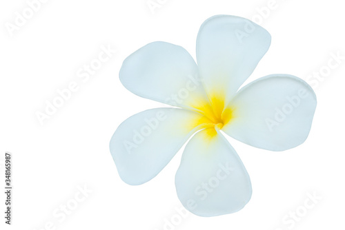 Plumeria isolated on white background. Nature pattern of blossoming color exotic Frangipani flower, Close up of Plumeria or Frangipani