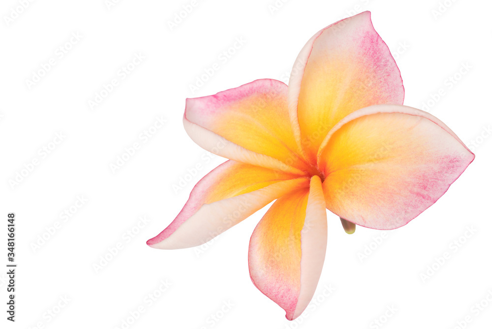 Plumeria isolated on white background. Nature pattern of blossoming color exotic Frangipani flower, Close up of Plumeria or Frangipani .