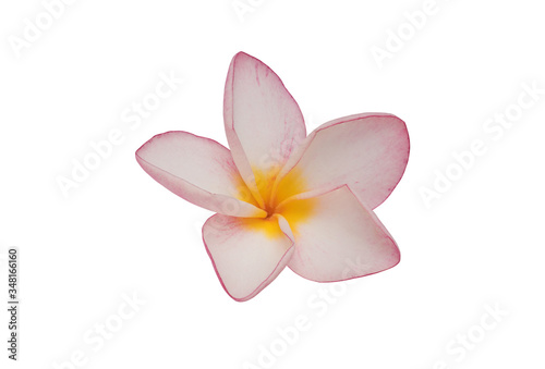Plumeria isolated on white background. Nature pattern of blossoming color exotic Frangipani flower, Close up of Plumeria or Frangipani