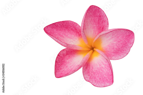 Pink Plumeria isolated on white background. Nature pattern of blossoming color exotic Frangipani flower, Close up of Plumeria or Frangipani