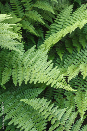 Fotomurale Ferns leaf detail in a UK garden, wood fern Dryopteris Filix-mas