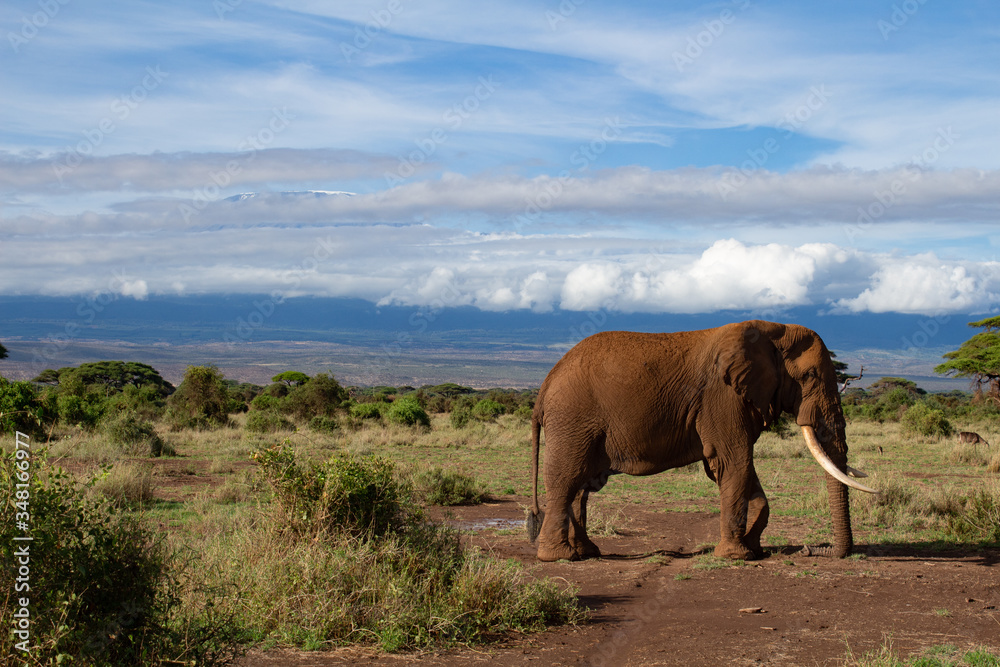 Fototapeta premium Elefant Kenia Amboseli 