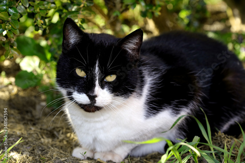 Katze schwarz weiß unterm Busch © aness