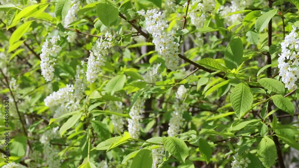 Bird cherry tree blossom in the garden. Branches of cherry trees are blown up by the wind. Layout for the screen saver Bird cherry tree blossom in the garden. Branches of cherry trees are blown up by the wind. Layout for the screen saver