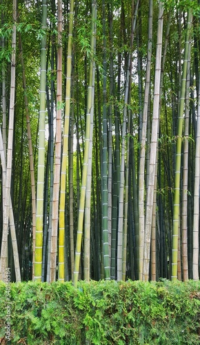 Bamboo grove in the center of Batumi, background