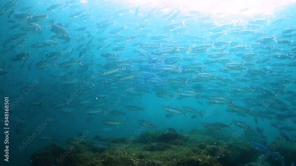 Schoolf of fish being hunted by Jackfish over the reef Schoolf of fish being hunted by Jackfish over the reef