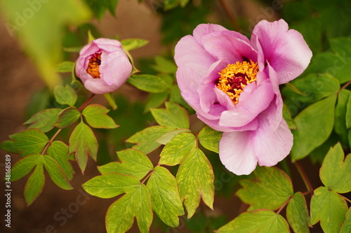 Fototapeta Naklejka Na Ścianę i Meble -  Big peony flowers are blooming at botanical garden in Tokyo Japan.
It's originally chinese flower.