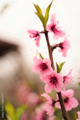Peach flowers are blooming at botanical garden in Tokyo Japan. Peach flower is native to China.