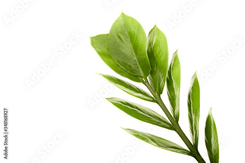 Fototapeta Naklejka Na Ścianę i Meble -  Green plant leafs on white background