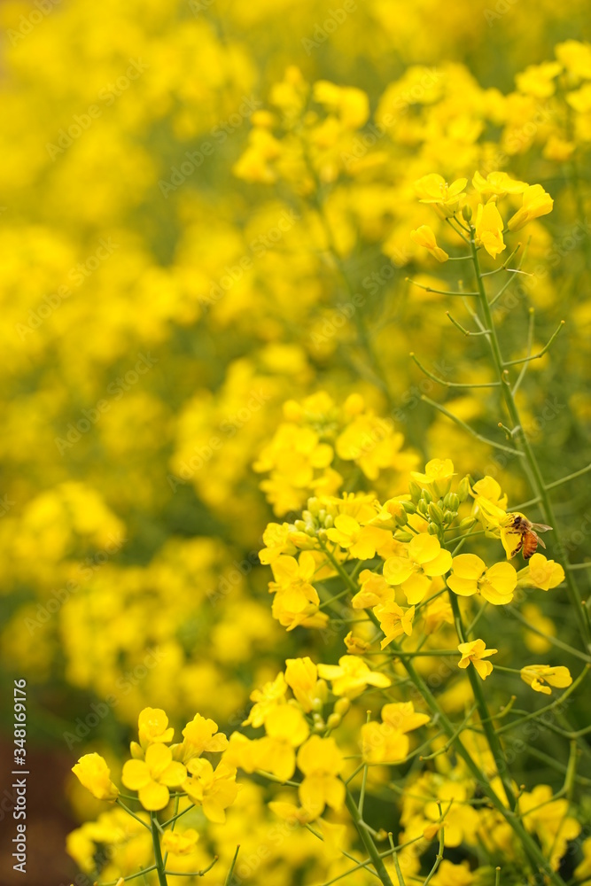 Rape colza flowers are blooming at botanical garden in Tokyo Japan. Rape colza flowers are blooming at botanical garden in Tokyo Japan.