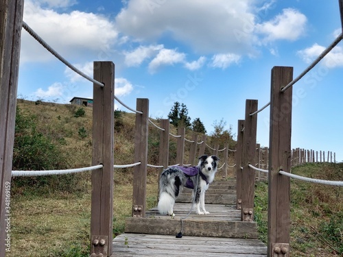 dog on fence