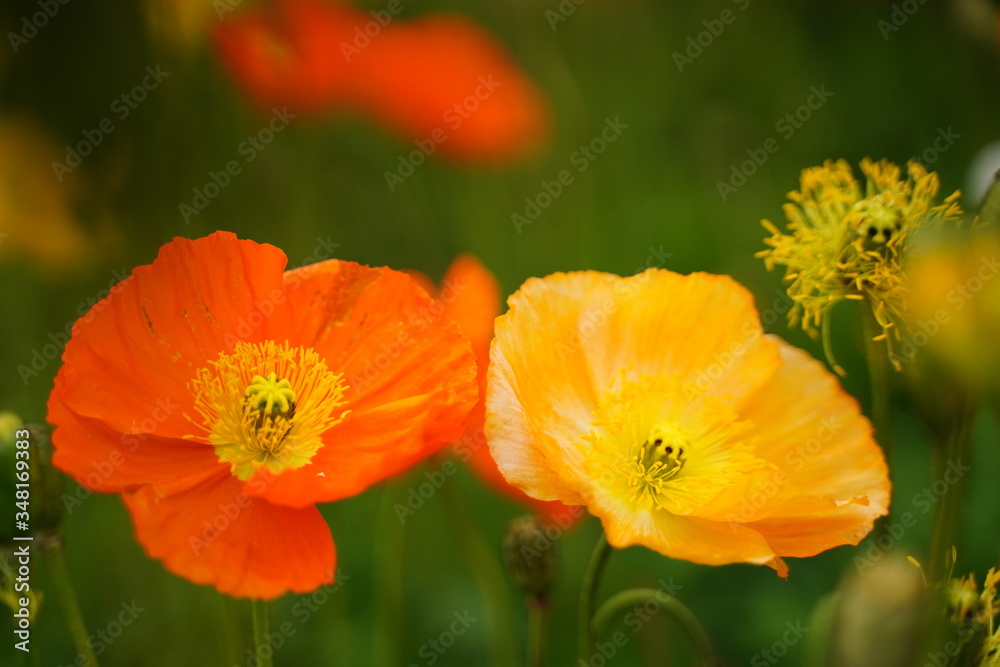 Orange and yellow poppy flowers are blooming at botanical garden in Tokyo Japan. Orange and yellow poppy flowers are blooming at botanical garden in Tokyo Japan.