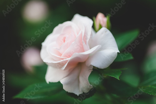 Pale pink rose on a background of green leaves