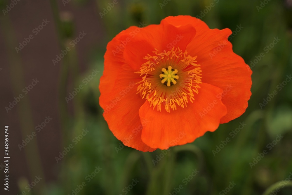 Orange and yellow poppy flowers are blooming at botanical garden in Tokyo Japan. Orange and yellow poppy flowers are blooming at botanical garden in Tokyo Japan.