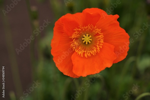 Orange and yellow poppy flowers are blooming at botanical garden in Tokyo Japan.
