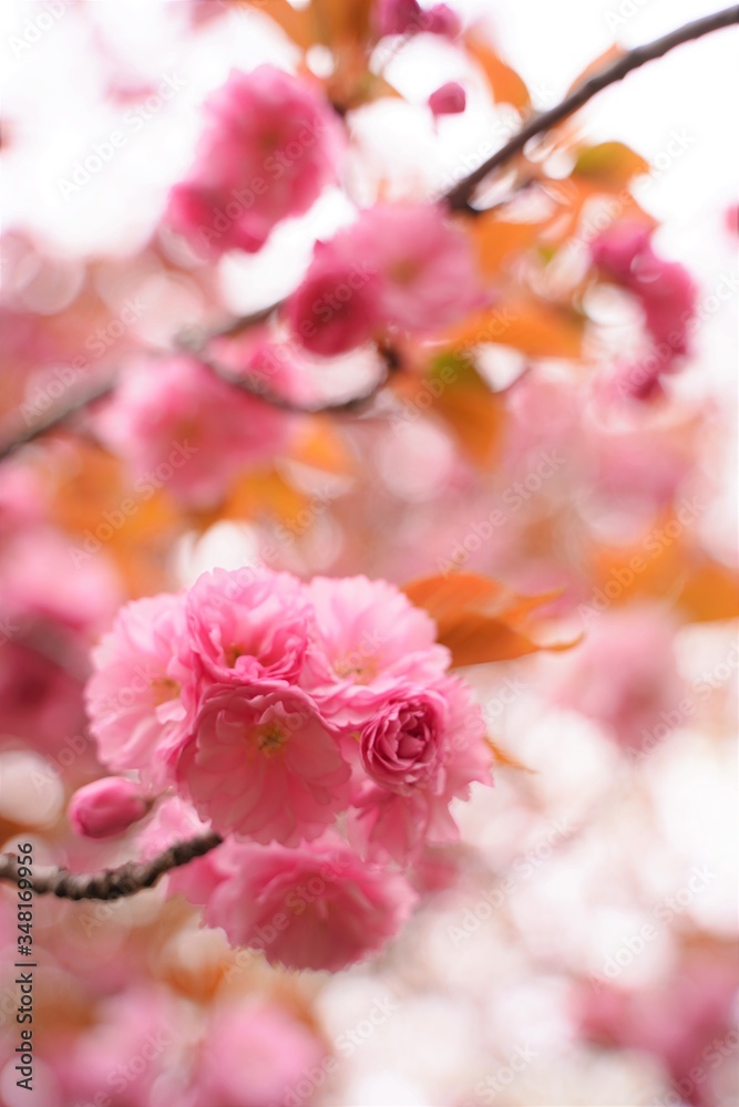 Double cherry blossoms are blooming at botanical garden in Tokyo Japan. Japanese name is Yaezakura. Double cherry blossoms are blooming at botanical garden in Tokyo Japan. Japanese name is Yaezakura.