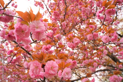 Double cherry blossoms are blooming at botanical garden in Tokyo Japan. Japanese name is Yaezakura.