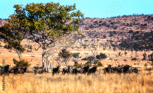 A large herd of Wildebeest (Gnu, Connochaetes) photo