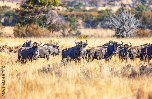 A large herd of Wildebeest (Gnu, Connochaetes) photo