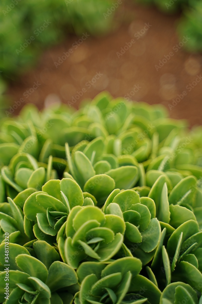 Biting stonecrop, or orpine, Botanical garden, Tokyo, Japan. Japanese name is Biting stonecrop, or orpine, Botanical garden, Tokyo, Japan. Japanese name is