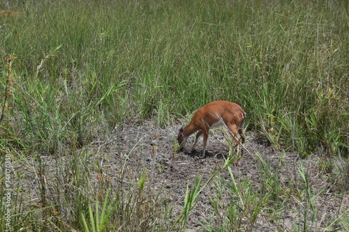 An animal standing on a dry grass fieldundefined