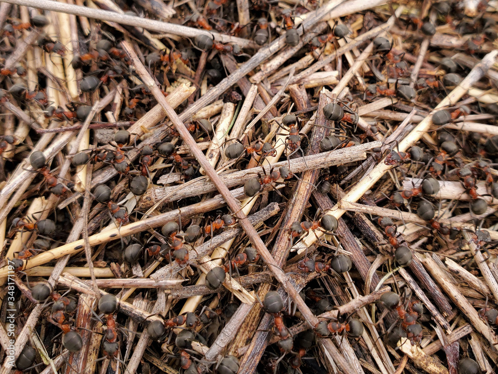 Anthill. Formica rufa. Close-up of an army of red ants crawling in an anthill made of twigs and straw Anthill. Formica rufa. Close-up of an army of red ants crawling in an anthill made of twigs and straw