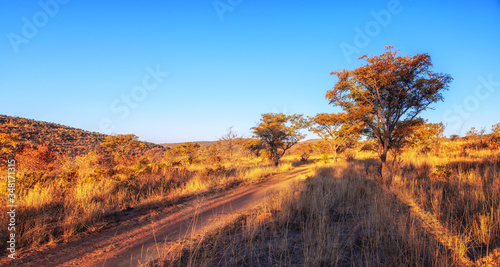 Savannah landscape in South Africa.