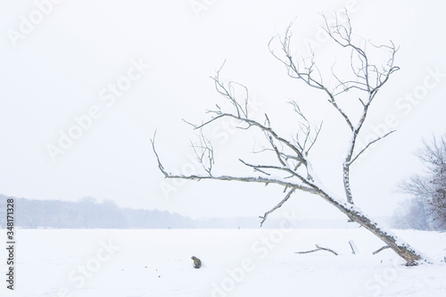 Árbol seco lago congelado