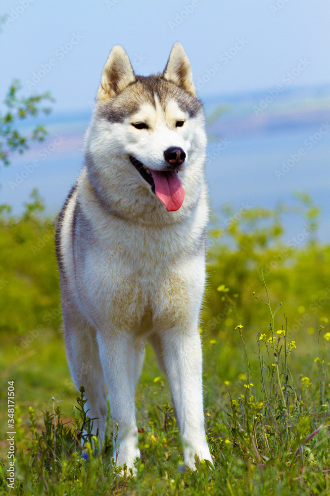 Portrait of a Siberian Husky. Close-up. A dog is standing on the grass. Landscape. Background river. A purebred dog without a leash. Portrait of a Siberian Husky. Close-up. A dog is standing on the grass. Landscape. Background river. A purebred dog without a leash.