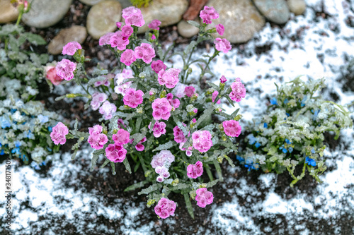 Close-up of garden flowers under snow in the middle of May