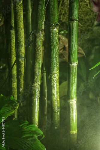 Fotografia Close-up Of Bamboos Growing Outdoors