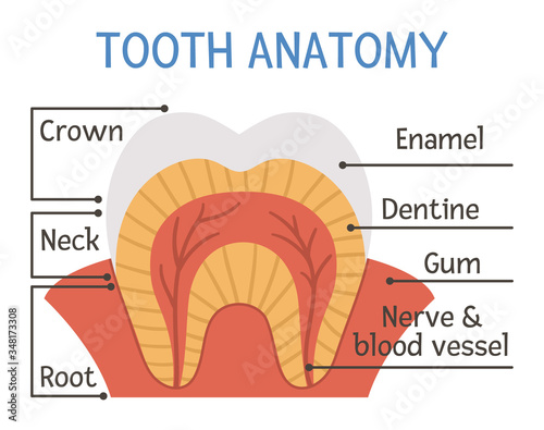 Tooth anatomy poster. Teeth structure scheme with inscriptions. Dental parts illustration. Dentist clinic educational brochure template. Enamel, dentine and gum flat picture. Mouth care infographic.