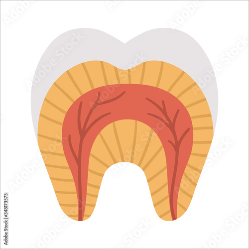 Tooth anatomy poster. Teeth structure scheme. Dental parts illustration. Dentist clinic educational brochure template. Enamel, dentine and gum flat picture. Mouth care infographic design.