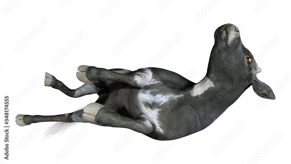 Fototapeta premium 3D Rendering Calf on White