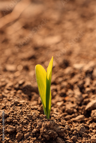 Maize plant sprout in field
