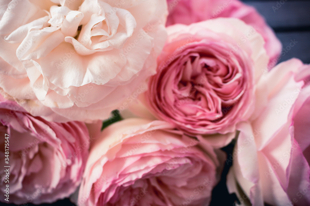 Close up of pink roses Close up of pink roses