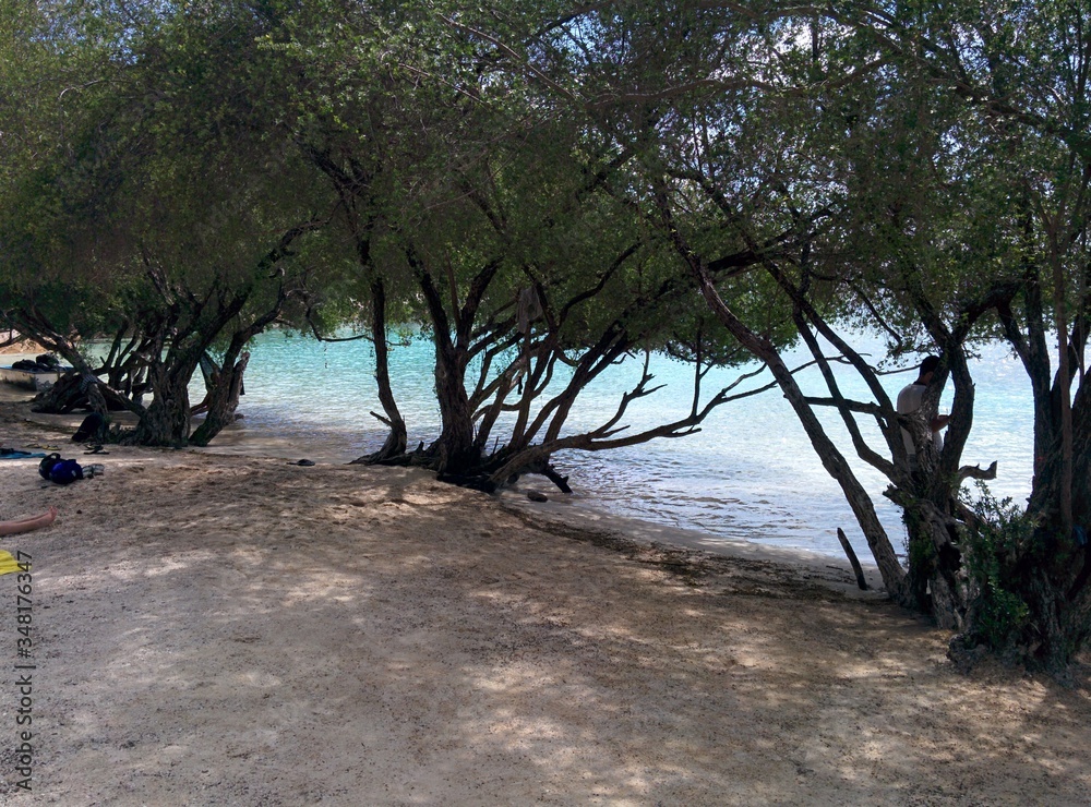 Thailand beach full of trees by the water