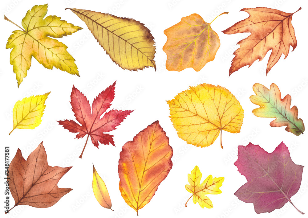 Autumn leaves collection. Autumn leaves collection.