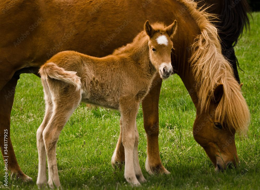A very beautiful small chestnut foal of an Icelandic horse with a white blaze, standing near to it`s mother in the meadow