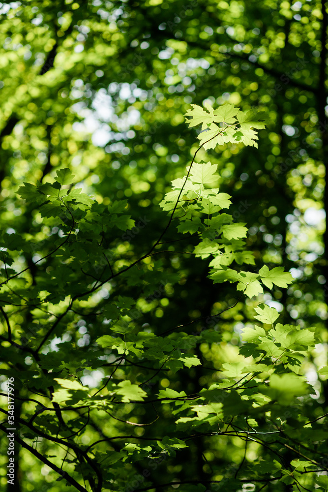 Lush green leaves in deep forest in springtime Lush green leaves in deep forest in springtime