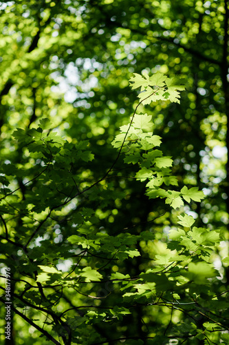 Lush green leaves in deep forest in springtime