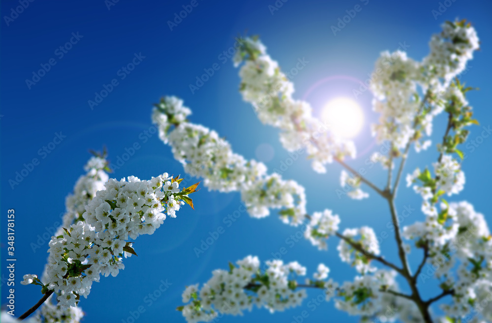 Flowers of the cherry blossoms and sunlight. Flowers of the cherry blossoms and sunlight.