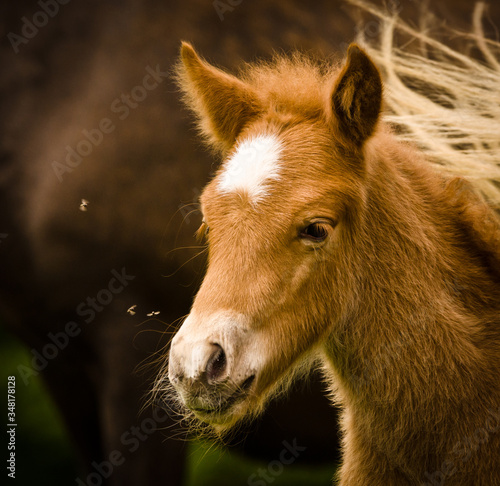 A portrait of a very beautiful small chestnut foal of an Icelandic horse with a white blaze, standing near to it`s mother in the meadow