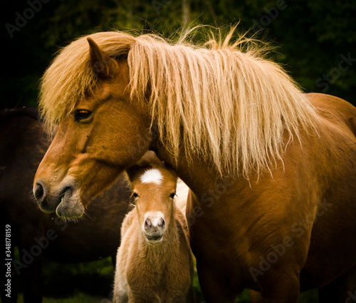 mothers neck into the world A beautiful chestnut stud, icelandic horse, protects her cute foal in the meadow near the forest © Brinja